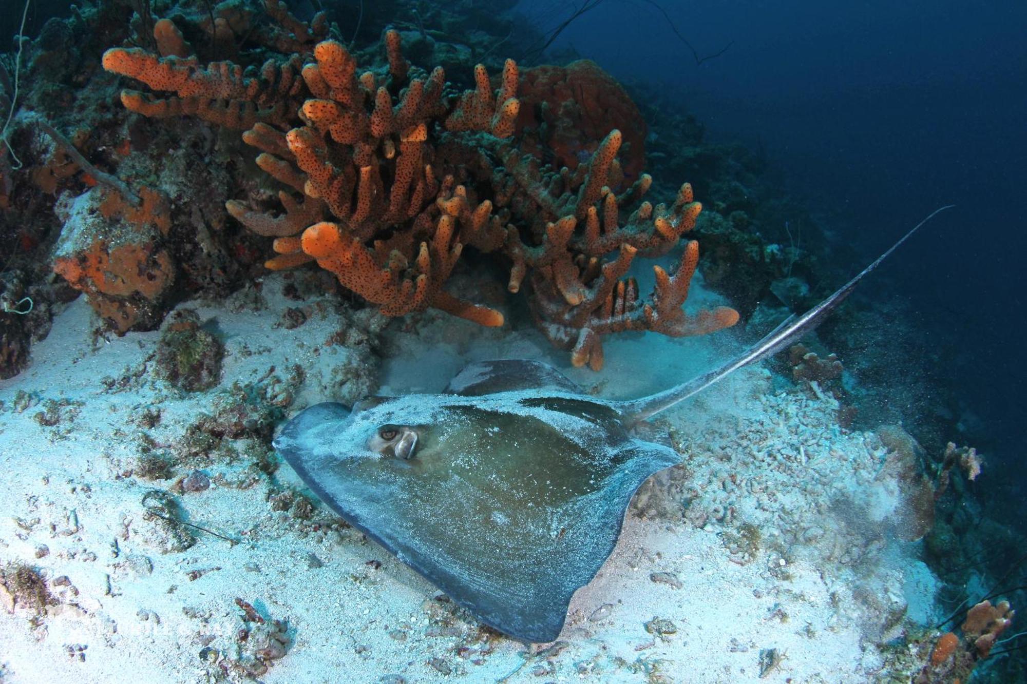 Lagun Blou Resort Curacao Kültér fotó